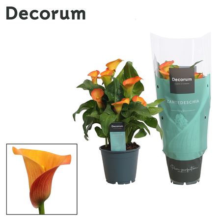 Zantedeschia Orange (decorum)
