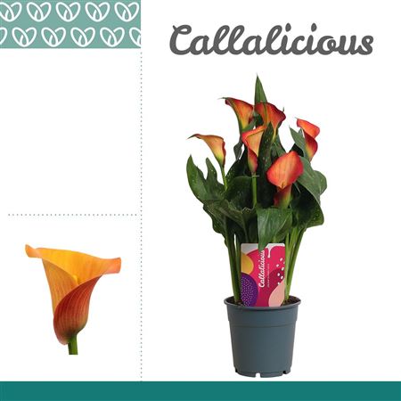 Зантедеския Оранжевое Утреннее Солнце