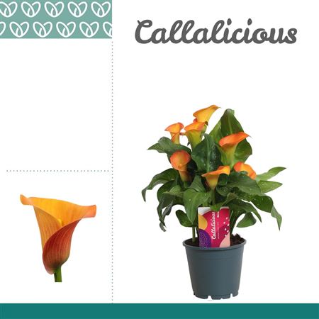 Zantedeschia Orange Morning Sun
