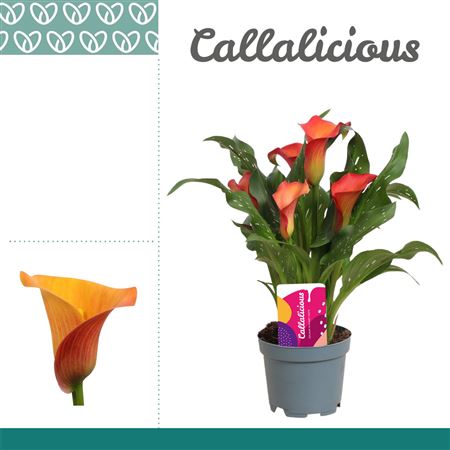 Zantedeschia Orange Morning Sun