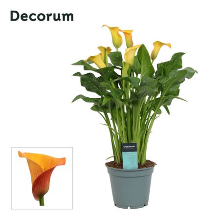 Zantedeschia Orange (decorum)