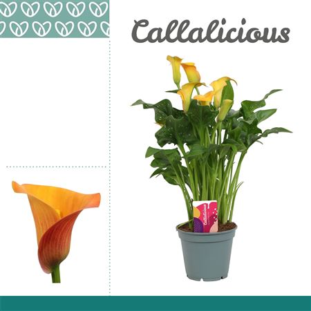 Zantedeschia Orange Morning Sun 5+