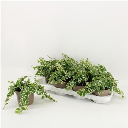 Ficus Pumila Belle Sunny