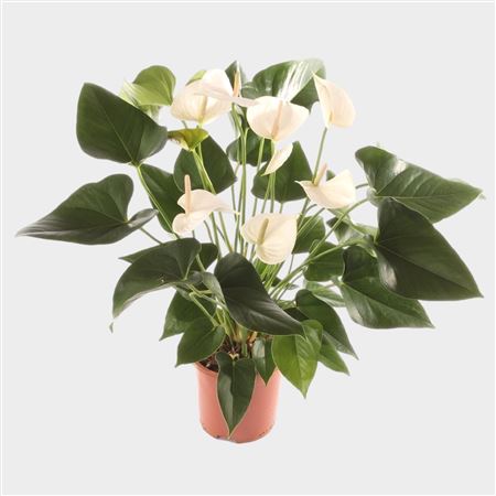 Anth An White Winner 6+