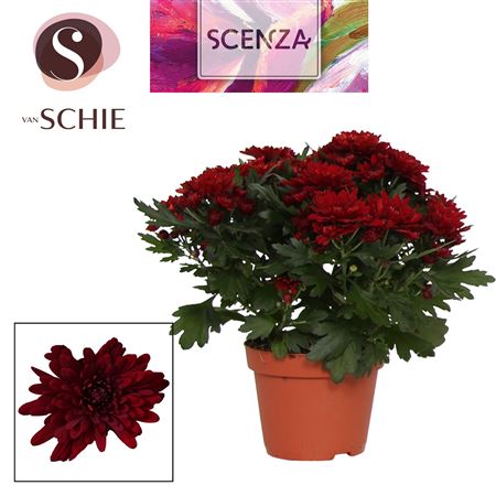 Chrys Grandezza Red (scenza)
