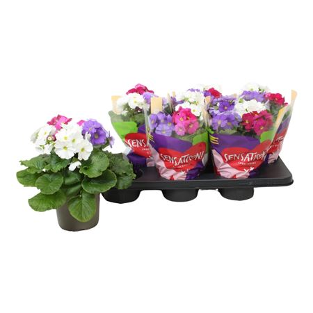 Primula Ob Touch Me Carnaval Sensation