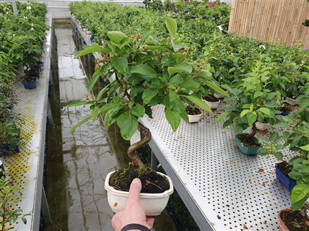Bonsai Malus Domestica