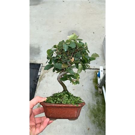 Bonsai Quercus Suber