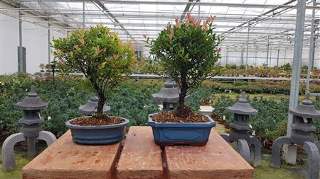 Bonsai Syzygium Buxifolium,  Broom