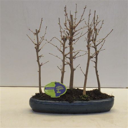 Bonsai Pseudolarix, Forest -group.