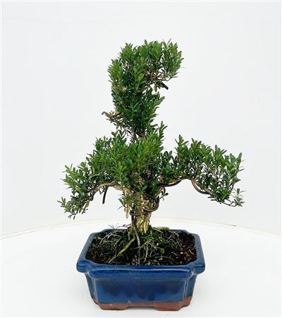 Bonsai Buxus Harlandii, Without Dript
