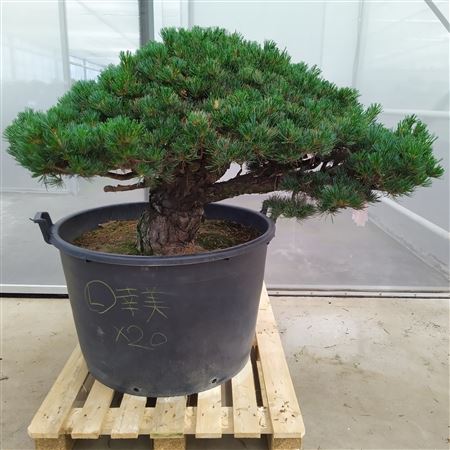 Pinus Parviflora Newaki 80 Cm (herkomst: Japan)