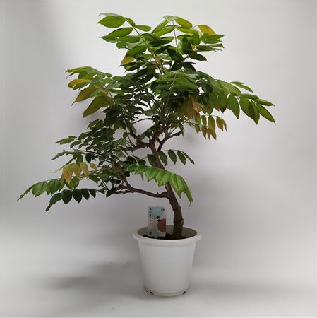 Wisteria Bonsai 20 Cm (herkomst: Japan)