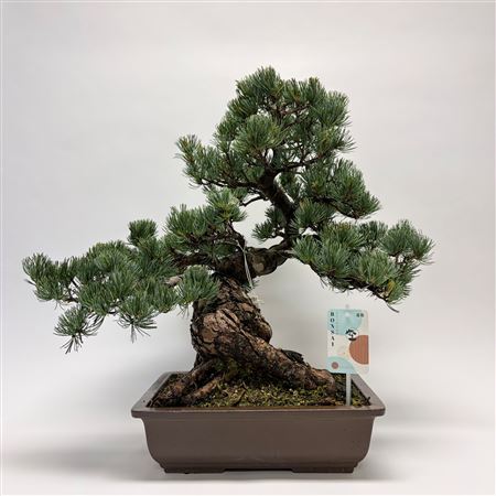Pinus Parviflora Bonsai 'c28' 32 Cm (herkomst: Jap