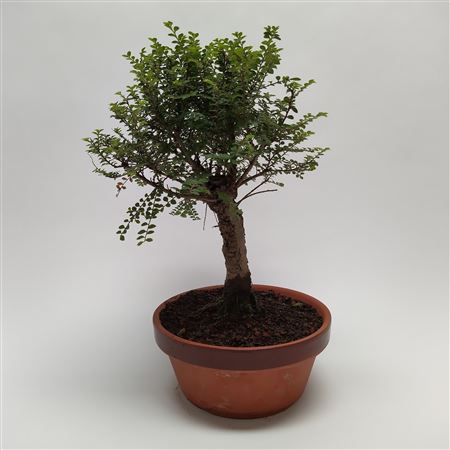 Ulmus 'hokkaido' Bonsai 22 Cm