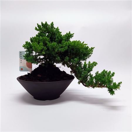 Bonsai Juniperus Cascade 22 Cm