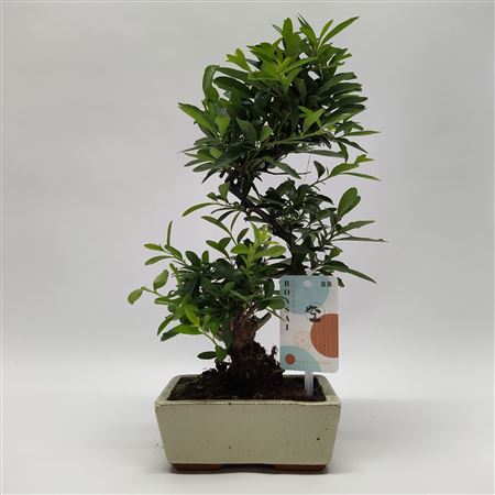 Pyracantha S-shape Bonsai 'traditional' 15 Cm