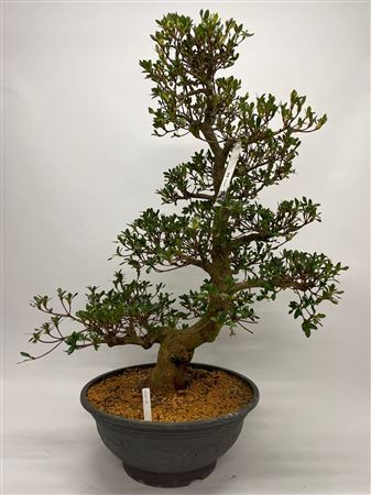 Satsuki Azalea 'a8' 45 Cm (herkomst: Japan)