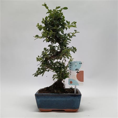 Cotoneaster S-shape Bonsai 'traditional' 15 Cm