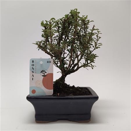 Cotoneaster Bonsai 15 Cm
