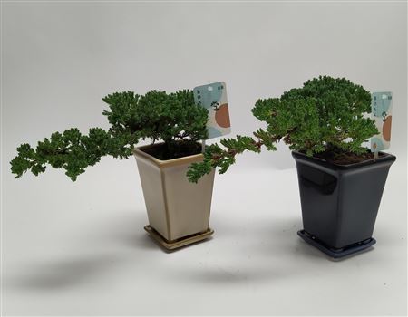 Juniperus Bonsai 'cascade' 14 Cm