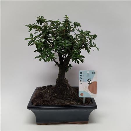 Pyracantha Bonsai Traditional 20 Cm