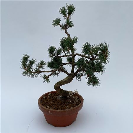 Pinus Parviflora Bonsai 'e10' 16 Cm (herkomst: Jap