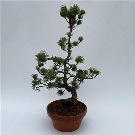 Pinus Parviflora Bonsai 'e8' 22 Cm (herkomst: Japa