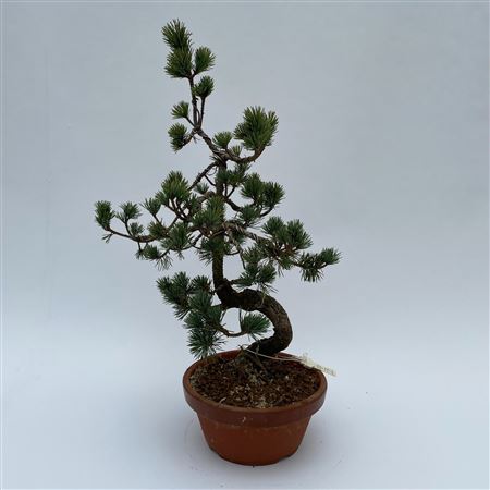 Pinus Parviflora Bonsai 'e9' 19 Cm (herkomst: Japa