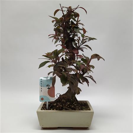 Malus S-shape Bonsai 'traditional' 20 Cm