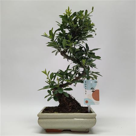 Pyracantha S-shape Bonsai 'traditional' 20 Cm