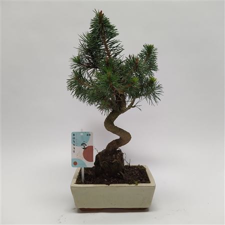 Pinus Sylvestris Bonsai 'traditional' 20 Cm