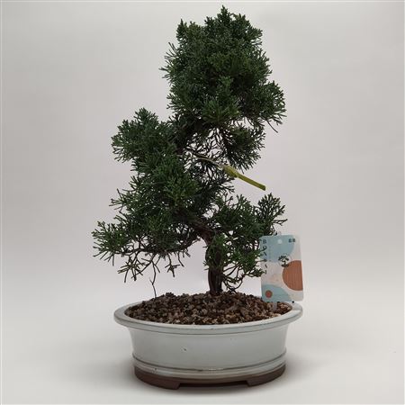 Juniperus Kishu S-shape Bonsai 22 Cm (herkomst: Ja