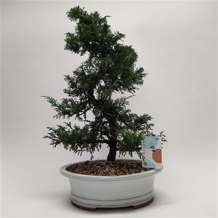 Juniperus Itoigawa S-shape Bonsai 30 Cm (herkomst: