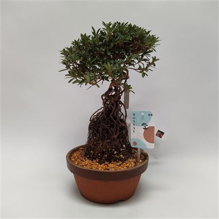 Satsuki Azalea On Root 'g1' 19 Cm (herkomst: Japan