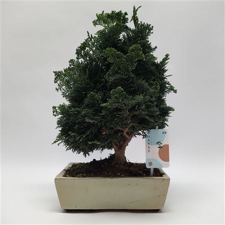 Chamaecyparis Bonsai 'traditional' 25 Cm