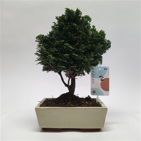 Chamaecyparis Bonsai 'traditional' 20 Cm