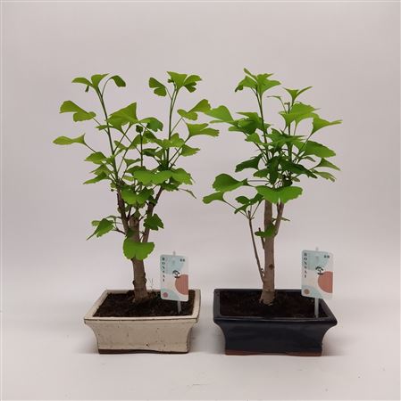 Ginkgo Biloba Outdoor Bonsai 20 Cm