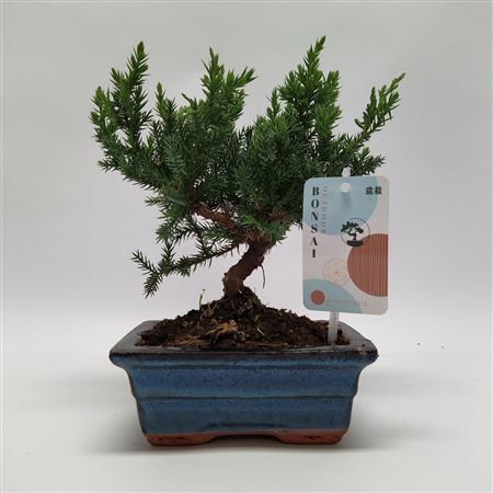 Juniperus Bonsai 'traditional' 15 Cm