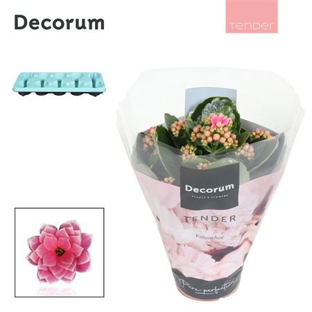 Kal Cal Serenity Pink White (decorum)