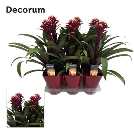 Guzmania Francesca Luxe Ceramic (decorum)