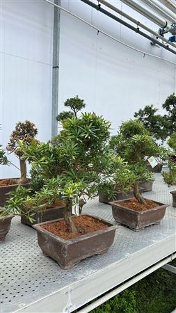Bonsai Podocarpus Macrophylla, Shape