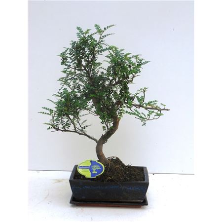 Bonsai Zanthoxylum Piperitum, 25., Shape, With D