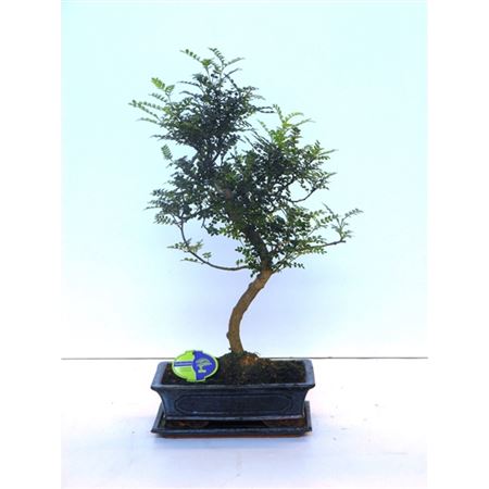 Bonsai Zanthoxylum Piperitum, 30., Shape, Withou