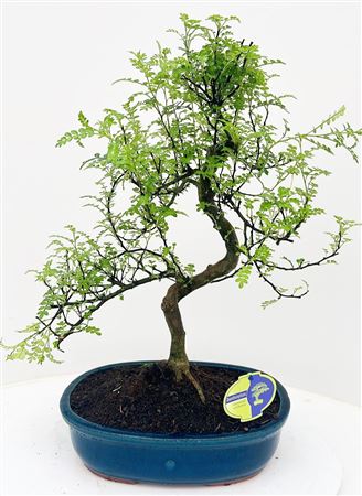 Bonsai Without Driptray