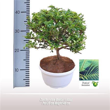 Zanthoxylum Bonsai