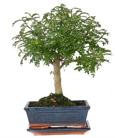 Bonsai Zanthoxylum Piperitum Traditional Ball With