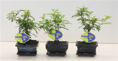 Bonsai Zanthoxylum Piperitum, 12cm., Broom, With D