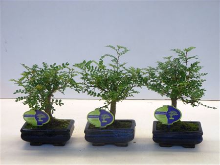 Bonsai Zanthoxylum Piperitum Broom Without Dip Tra