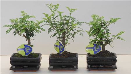 Bonsai Zanthoxylum Piperitum, 15cm., Broom, With D